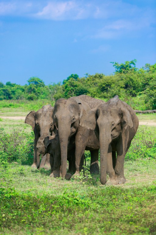 Yala National Park