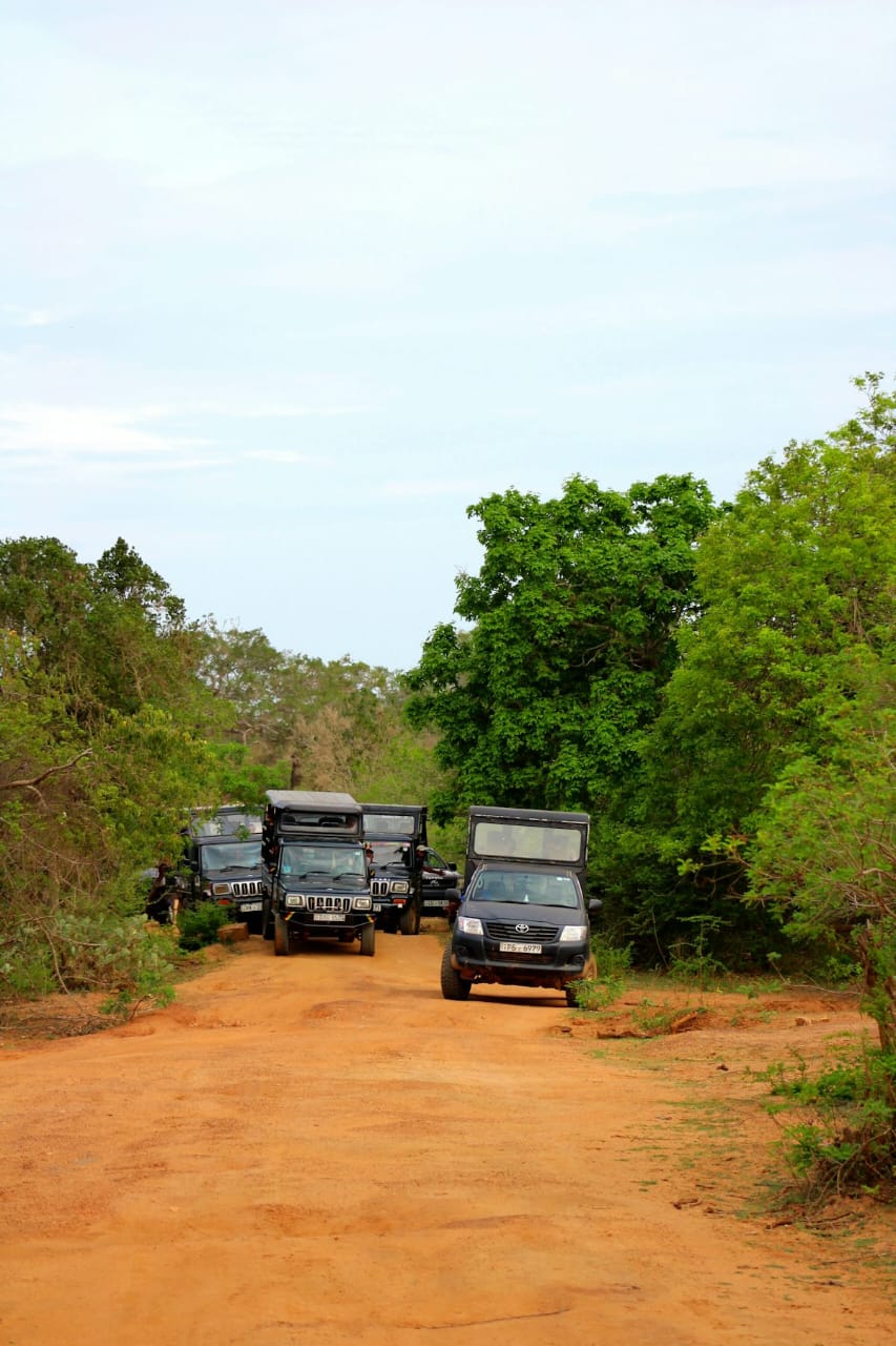 Wildlife Safaris