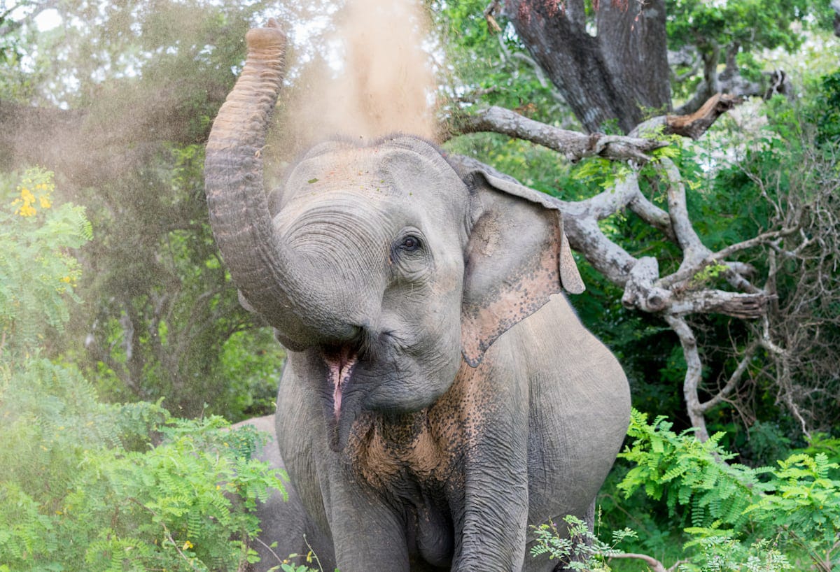 Visit Sri Lanka 2026 - Customizable Sri Lanka tour packages Sri Lanka Tour Package - Best tailor-made Sri Lanka holidays with a private tour guide and driver